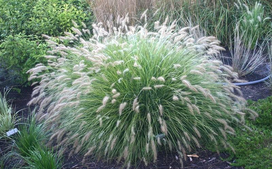 G0065 Grass Pennisetum Alopecuroides Cassian - View 1 from www redcrocus com