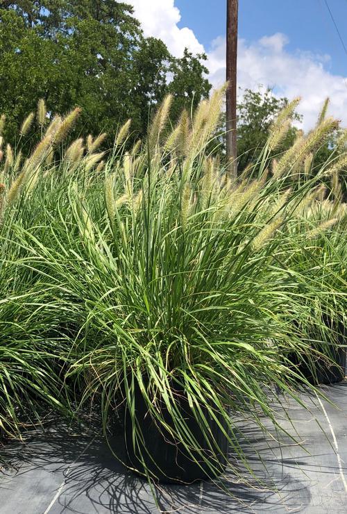 G0065 Grass Pennisetum Alopecuroides Cassian - View 6 from www redcrocus com