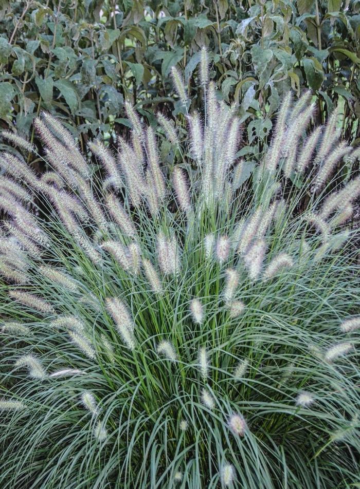 G0066 Grass Pennisetum Alopecuroides Hameln - View 13 from www redcrocus com