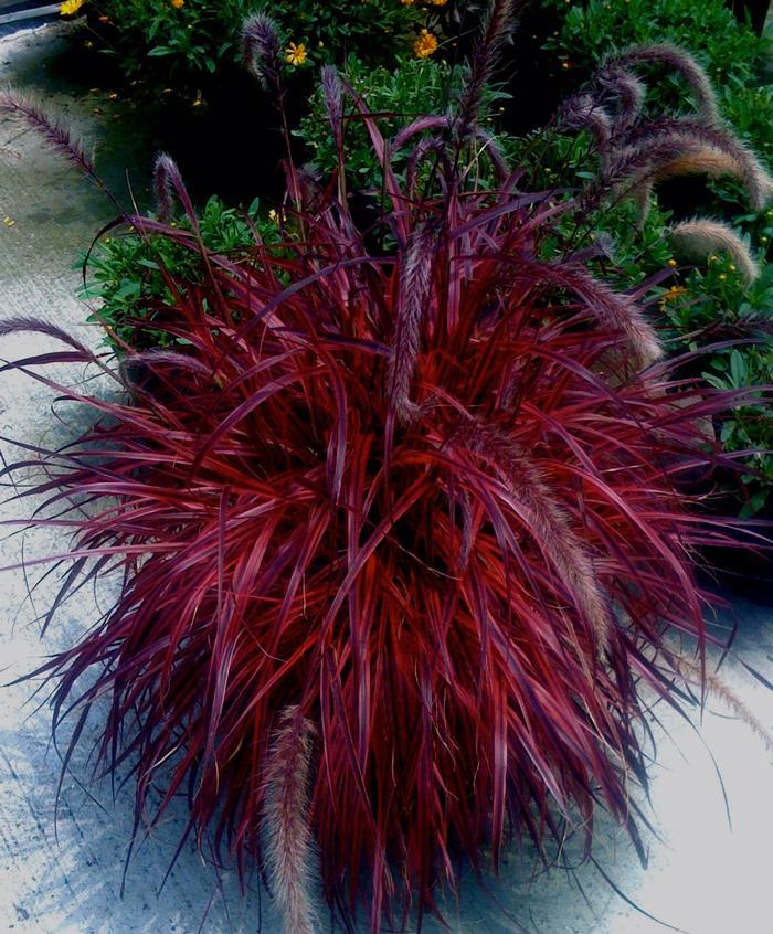 G0068 Grass Pennisetum Setaceum Fireworks - View 12 from www redcrocus com