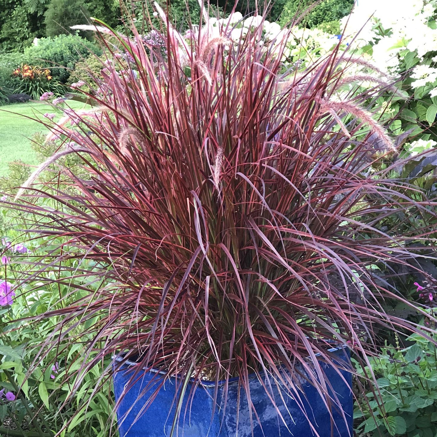 G0068 Grass Pennisetum Setaceum Fireworks - View 3 from www redcrocus com