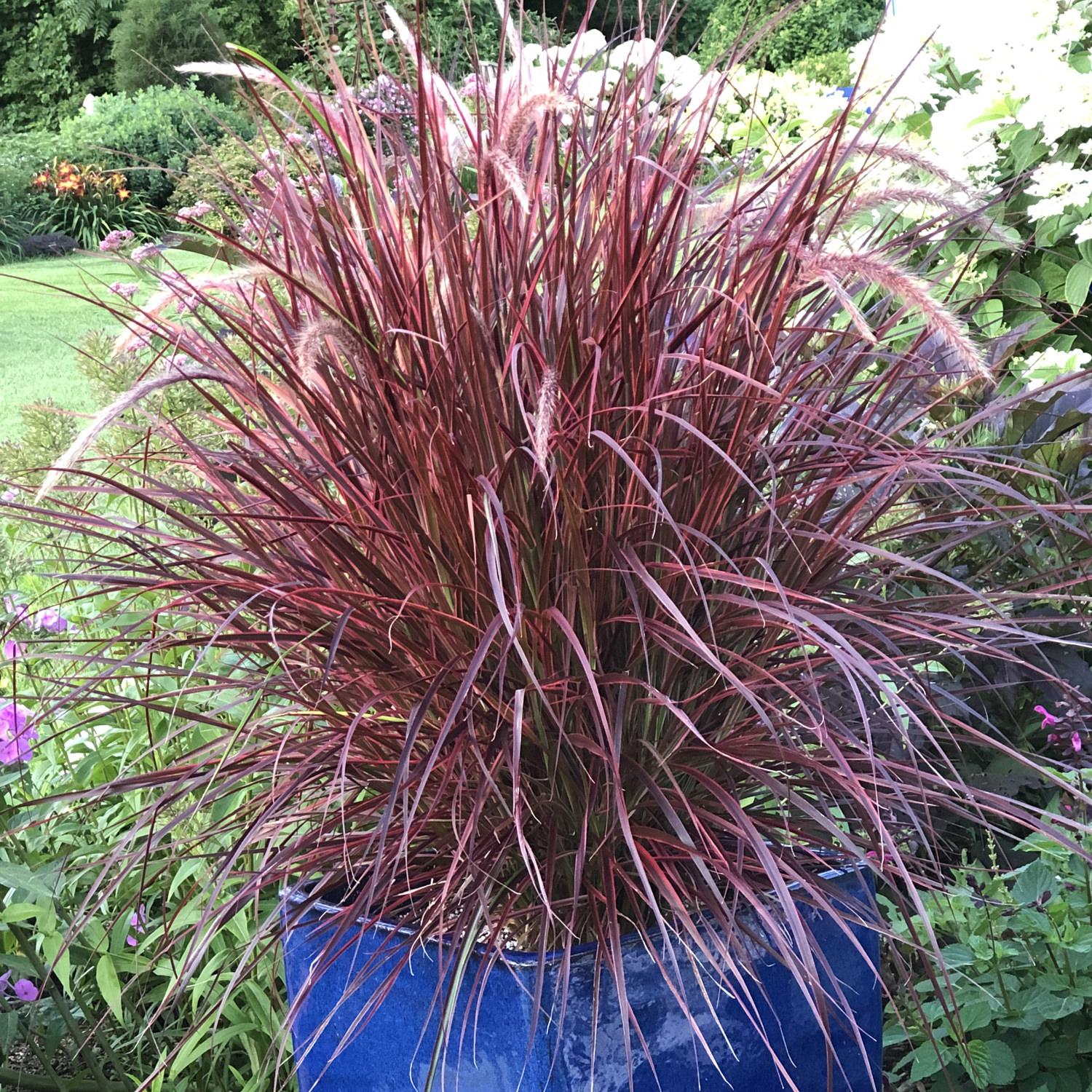 G0068 Grass Pennisetum Setaceum Fireworks - View 3 from www redcrocus com