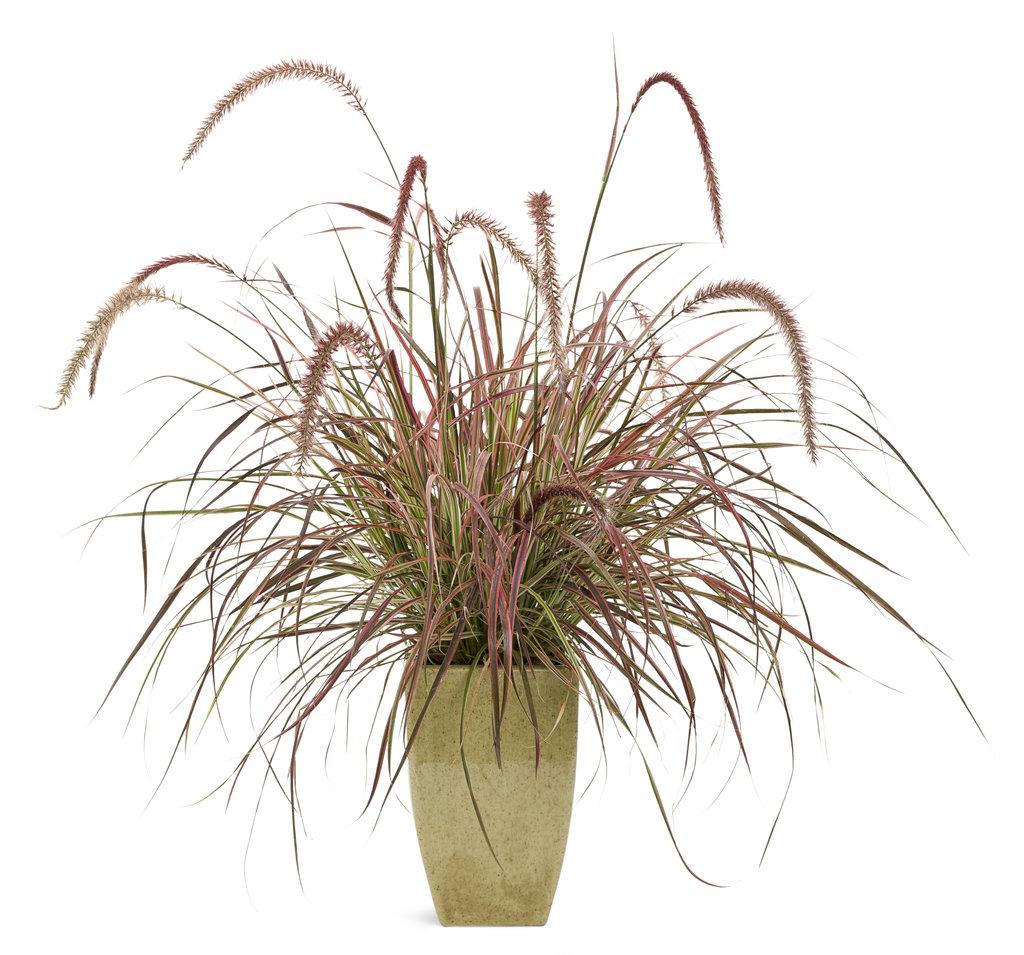 G0068 Grass Pennisetum Setaceum Fireworks - View 7 from www redcrocus com