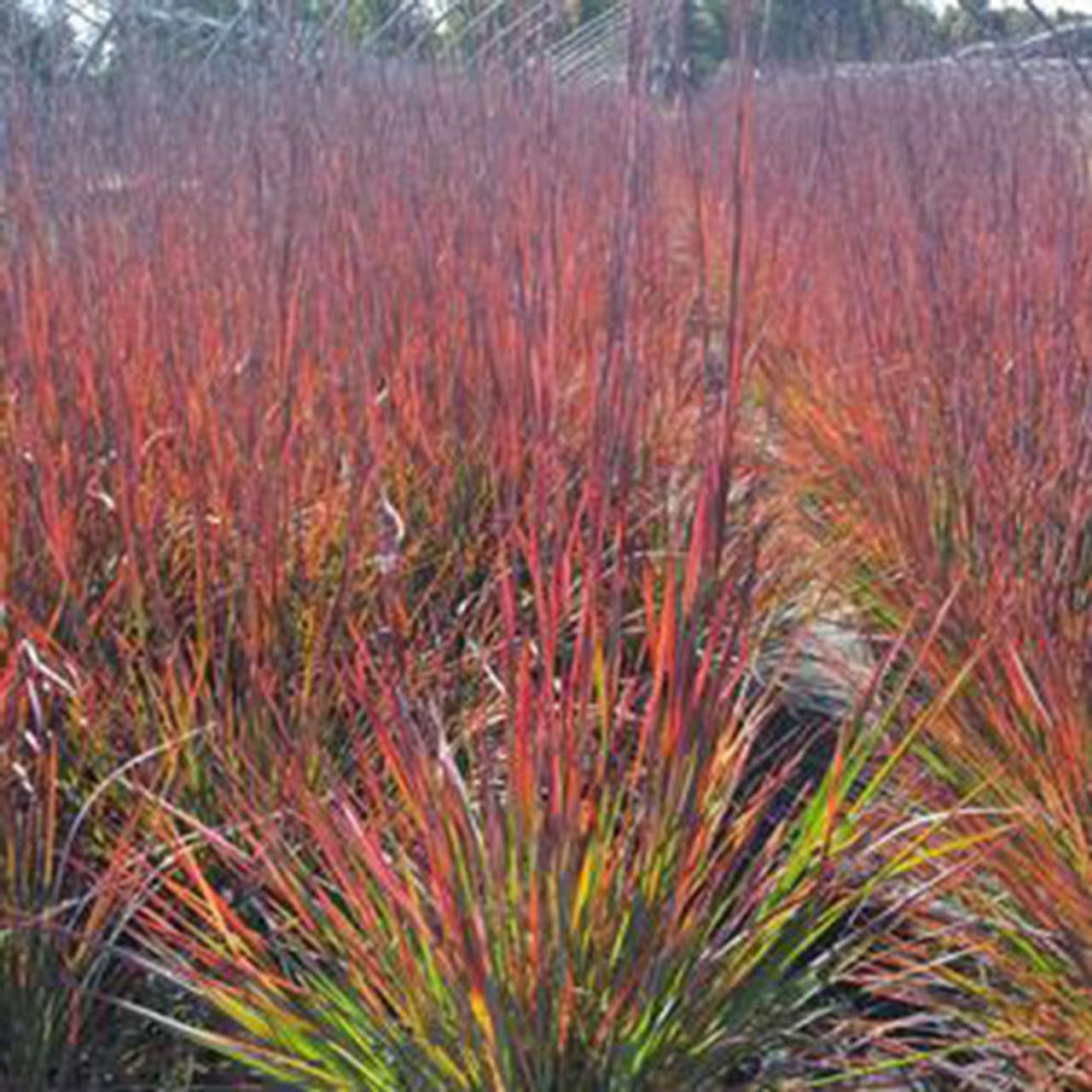 G0069 Grass, Schizachyrium Scoparium 'standing Ovation' - View 10 from www redcrocus com