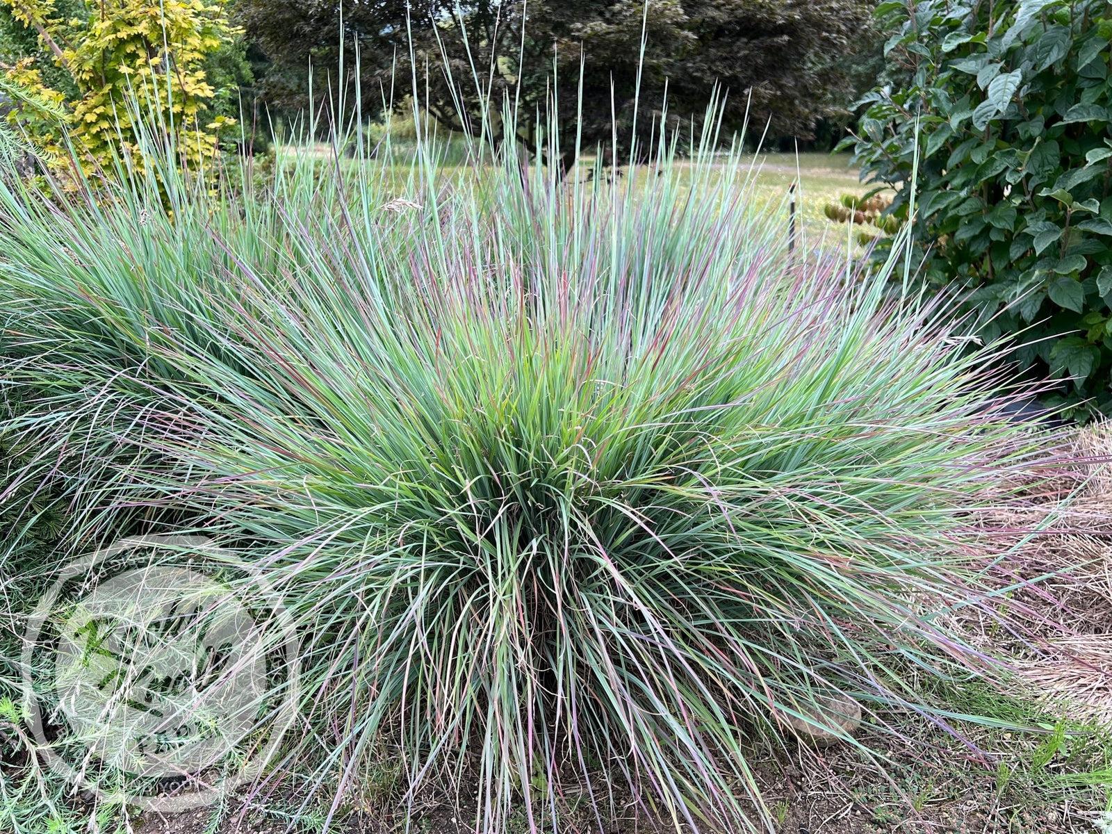 G0069 Grass, Schizachyrium Scoparium 'standing Ovation' - View 18 from www redcrocus com
