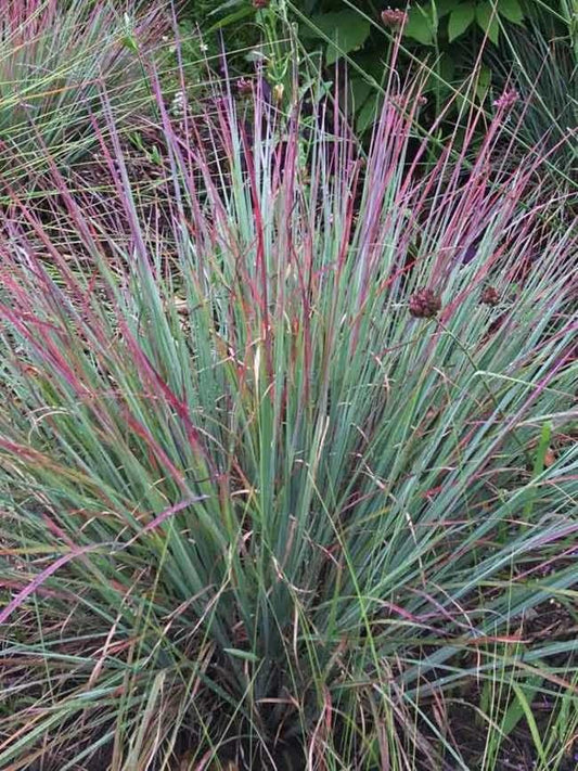 G0069 Grass, Schizachyrium Scoparium 'standing Ovation' - View 1 from www redcrocus com