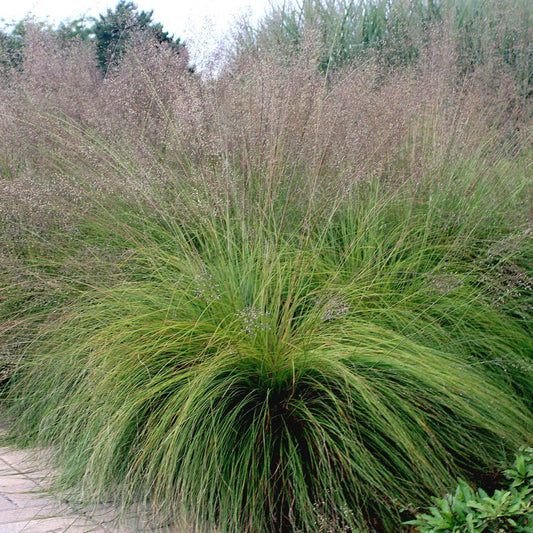 G0072 Grass Sporobolus Heterolepis - View 1 from www redcrocus com