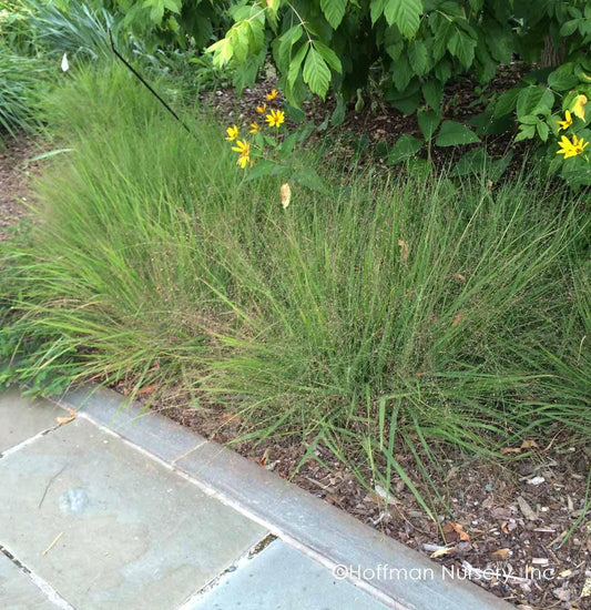 G0078 Grass Eragrostis Spectabilis - View 10 from www redcrocus com