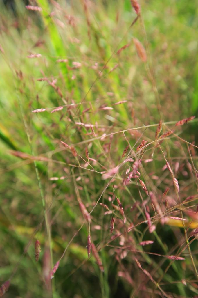 G0078 Grass Eragrostis Spectabilis - View 13 from www redcrocus com