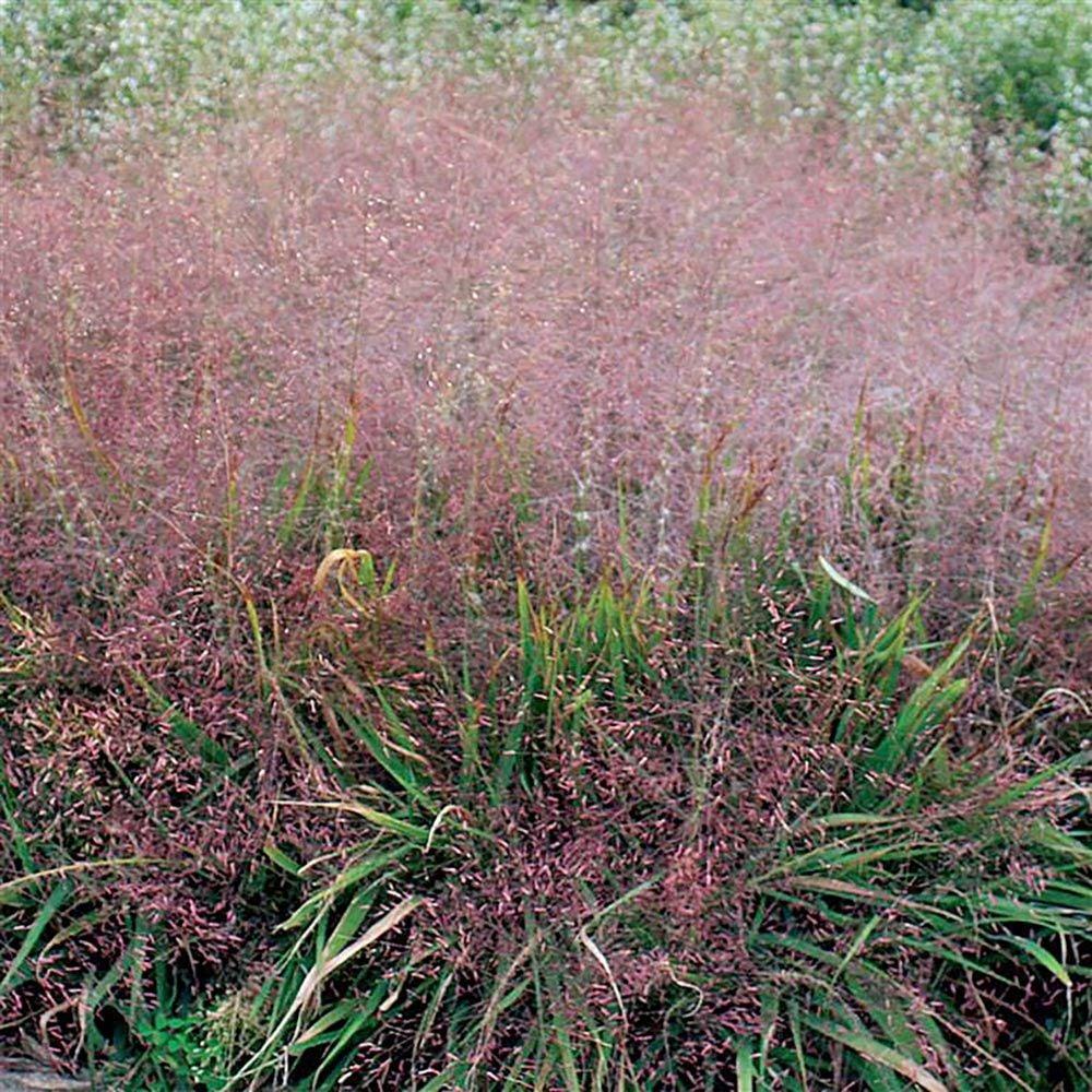 G0078 Grass Eragrostis Spectabilis - View 14 from www redcrocus com