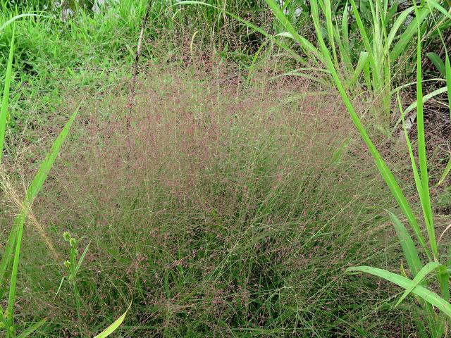 G0078 Grass Eragrostis Spectabilis - View 15 from www redcrocus com