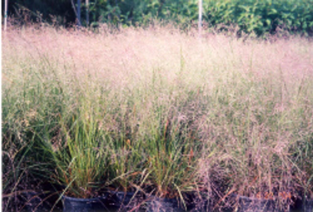 G0078 Grass Eragrostis Spectabilis - View 16 from www redcrocus com