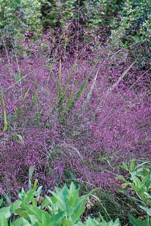 G0078 Grass Eragrostis Spectabilis - View 2 from www redcrocus com