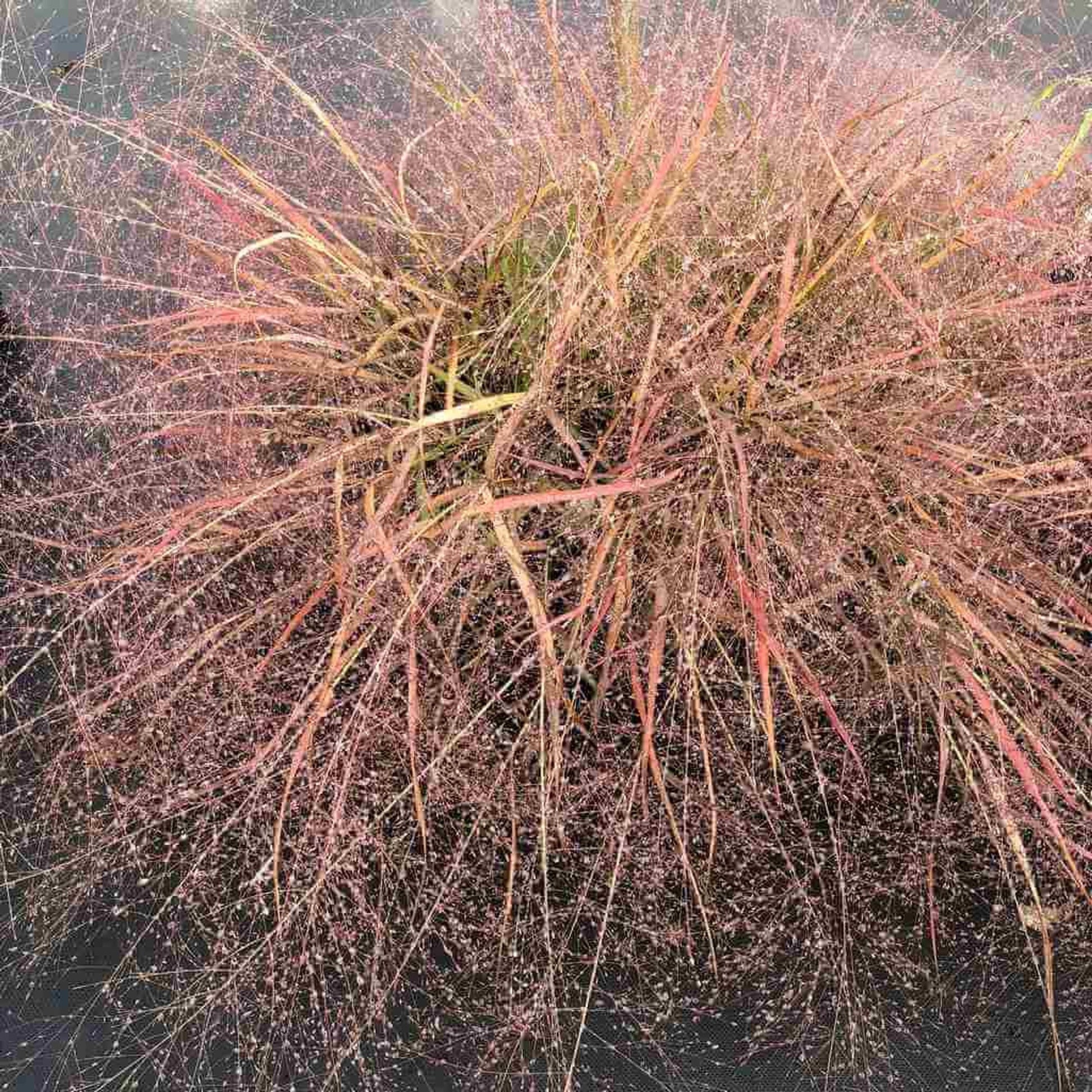 G0078 Grass Eragrostis Spectabilis - View 5 from www redcrocus com