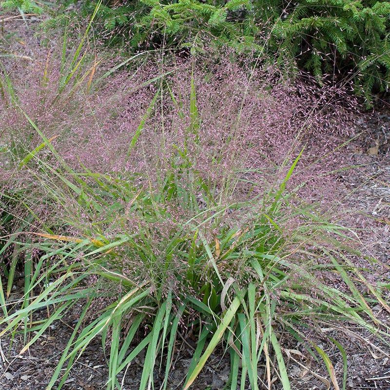 G0078 Grass Eragrostis Spectabilis - View 9 from www redcrocus com