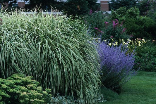 G0090 Grass Miscanthus Sinensis Variegatus Maiden Grass - View 10 from www redcrocus com
