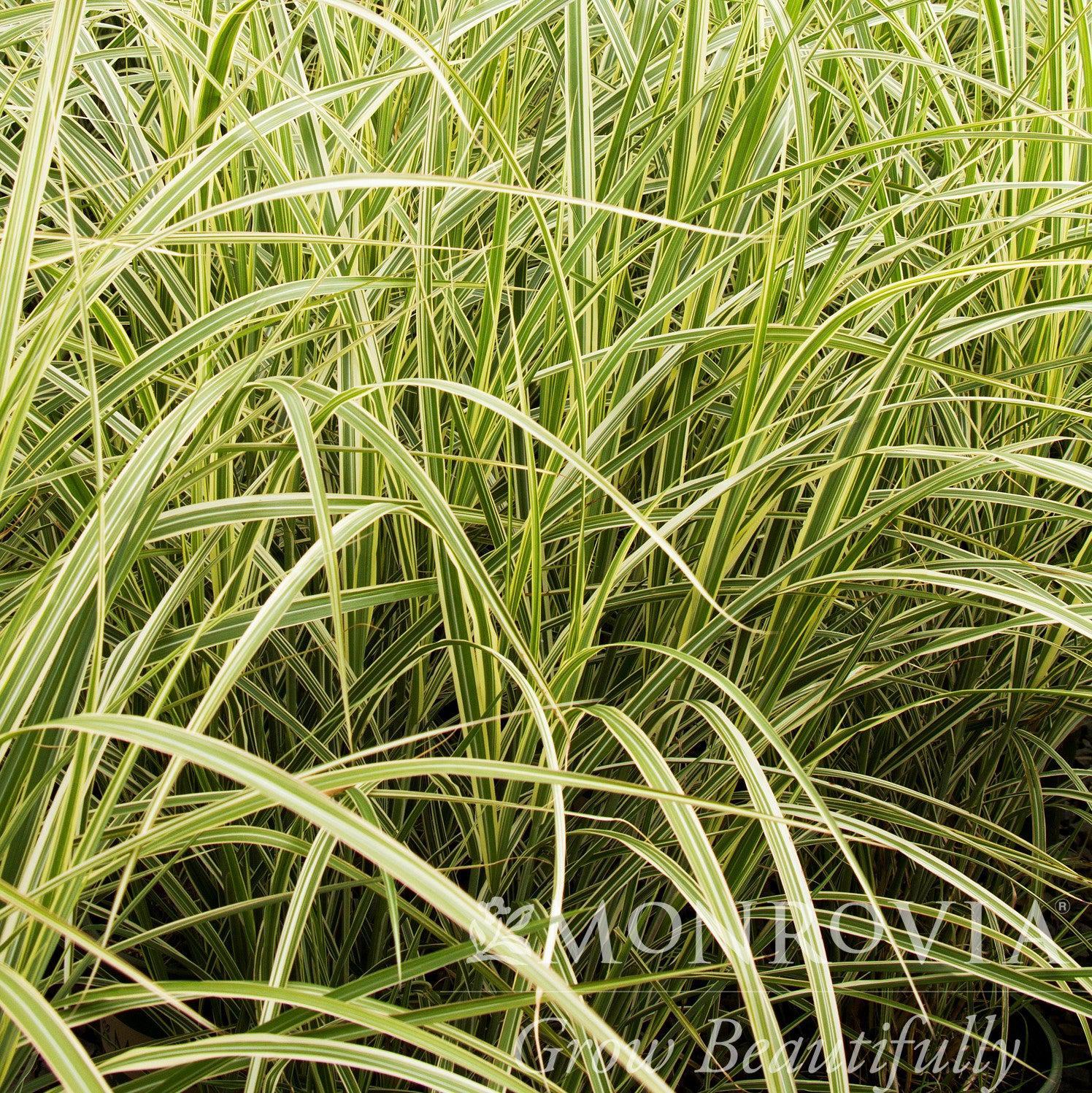 G0090 Grass Miscanthus Sinensis Variegatus Maiden Grass - View 11 from www redcrocus com