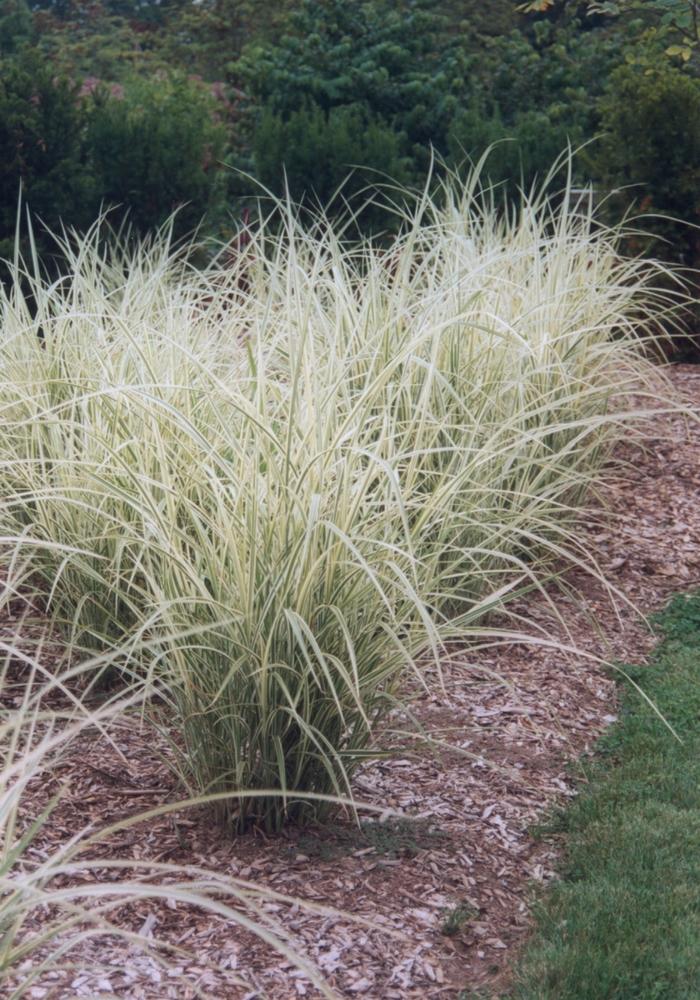 G0090 Grass Miscanthus Sinensis Variegatus Maiden Grass - View 13 from www redcrocus com