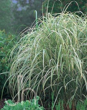 G0090 Grass Miscanthus Sinensis Variegatus Maiden Grass - View 14 from www redcrocus com