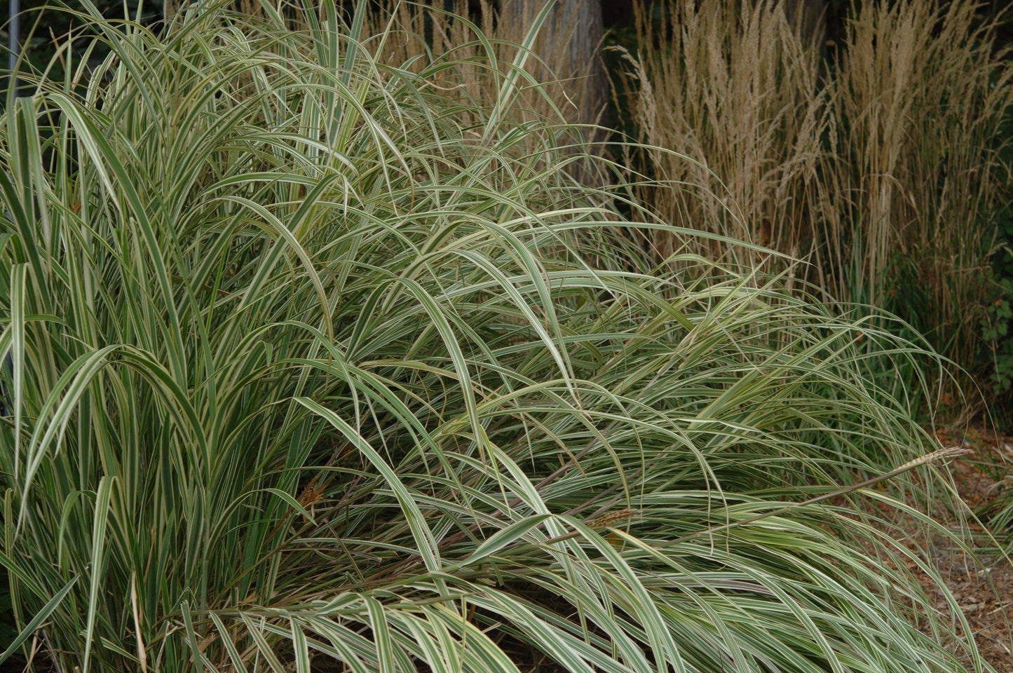 G0090 Grass Miscanthus Sinensis Variegatus Maiden Grass - View 15 from www redcrocus com