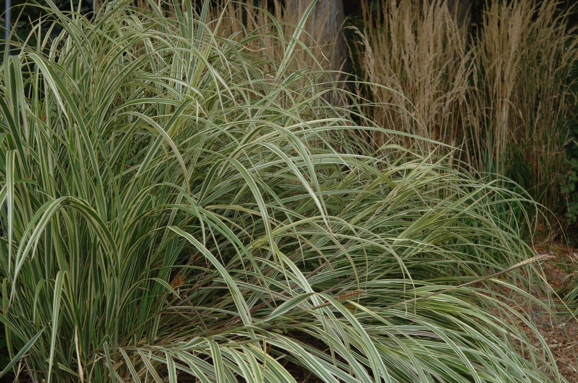 G0090 Grass Miscanthus Sinensis Variegatus Maiden Grass - View 15 from www redcrocus com