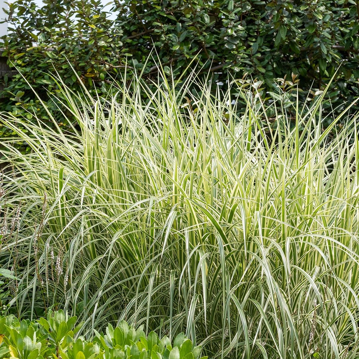 G0090 Grass Miscanthus Sinensis Variegatus Maiden Grass - View 4 from www redcrocus com