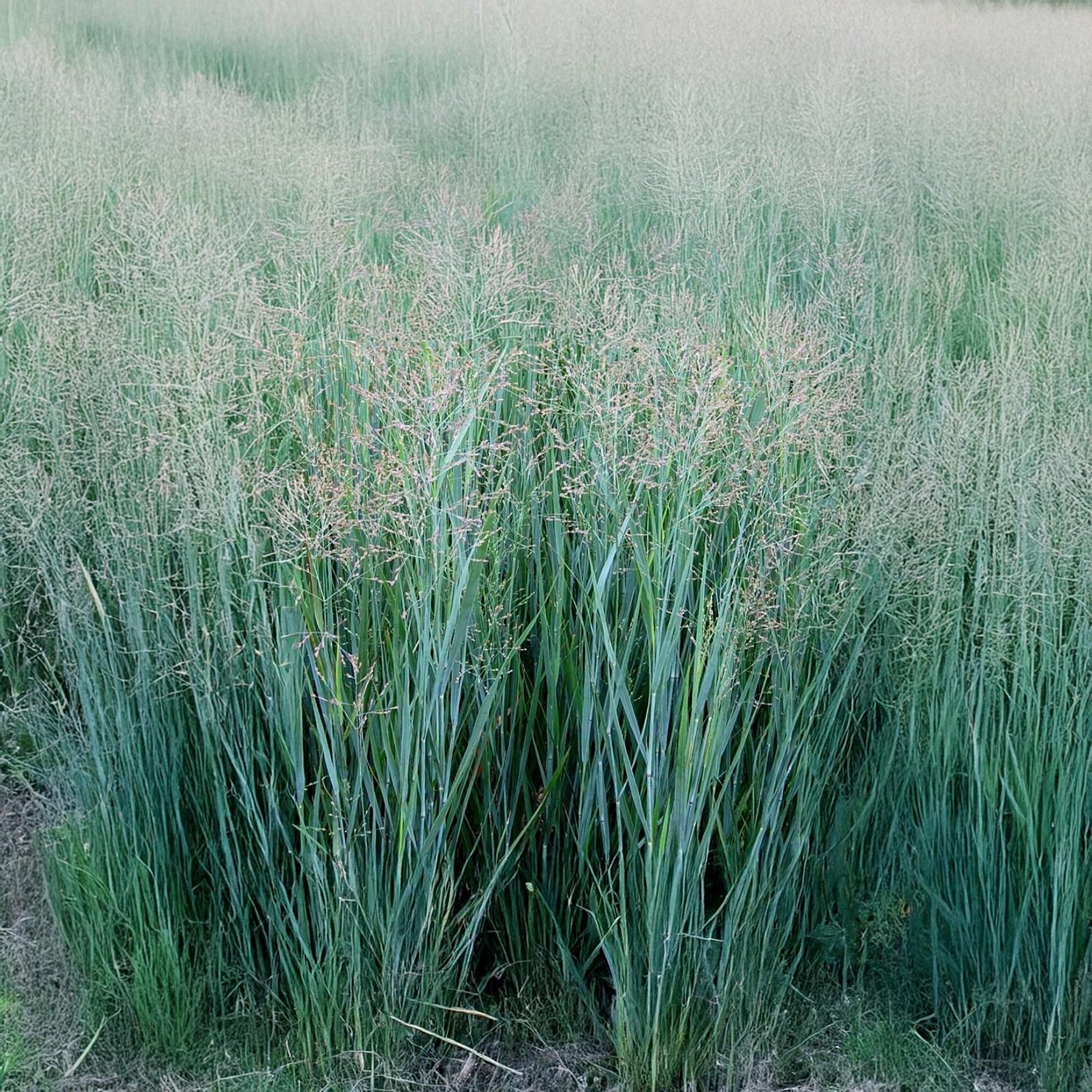 G0092 Grass Panicum Virgatum Prairie Sky - View 2 from www redcrocus com
