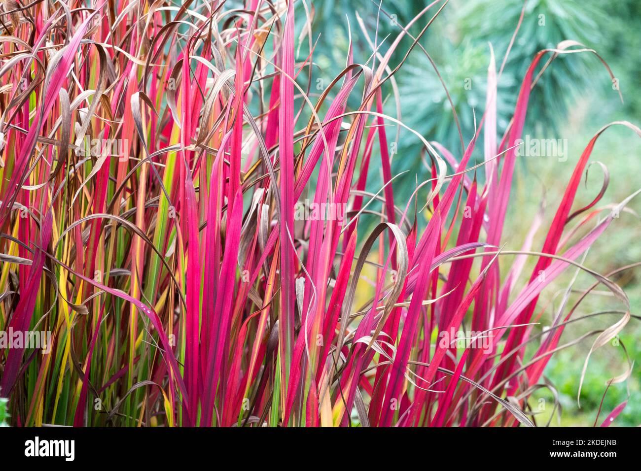 G0095 Grass Imperata Cylindrica Red Baron - View 11 from www redcrocus com