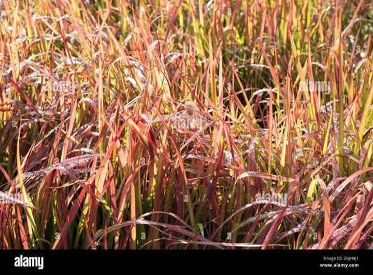 G0095 Grass Imperata Cylindrica Red Baron - View 12 from www redcrocus com