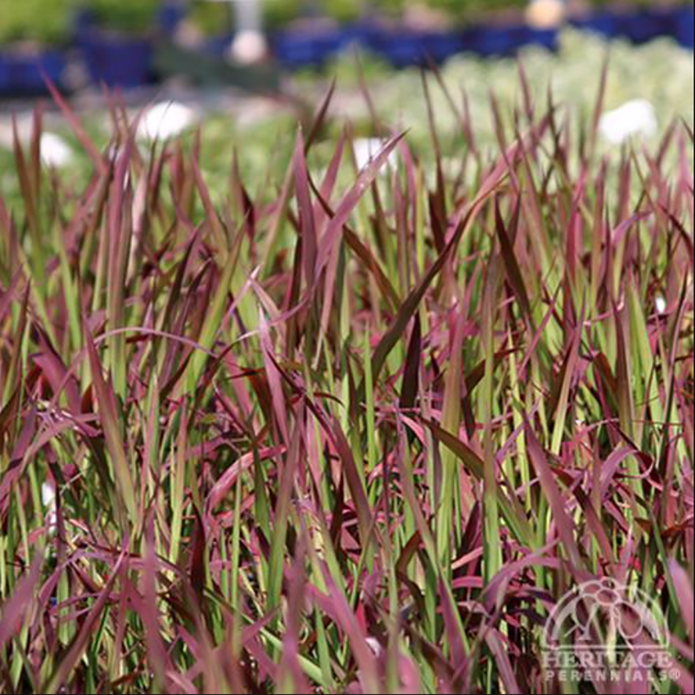 G0095 Grass Imperata Cylindrica Red Baron - View 13 from www redcrocus com