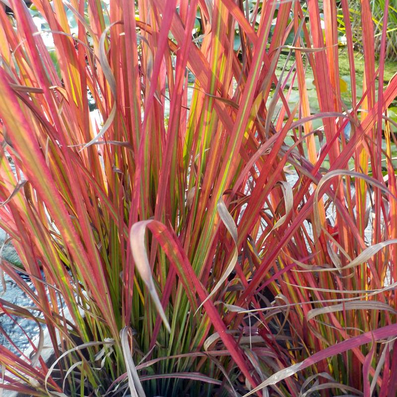 G0095 Grass Imperata Cylindrica Red Baron - View 14 from www redcrocus com