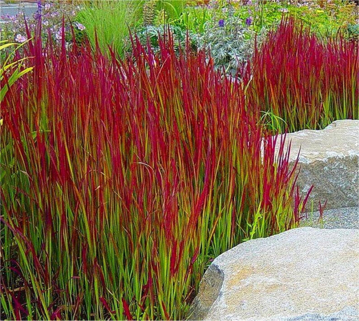 G0095 Grass Imperata Cylindrica Red Baron - View 16 from www redcrocus com
