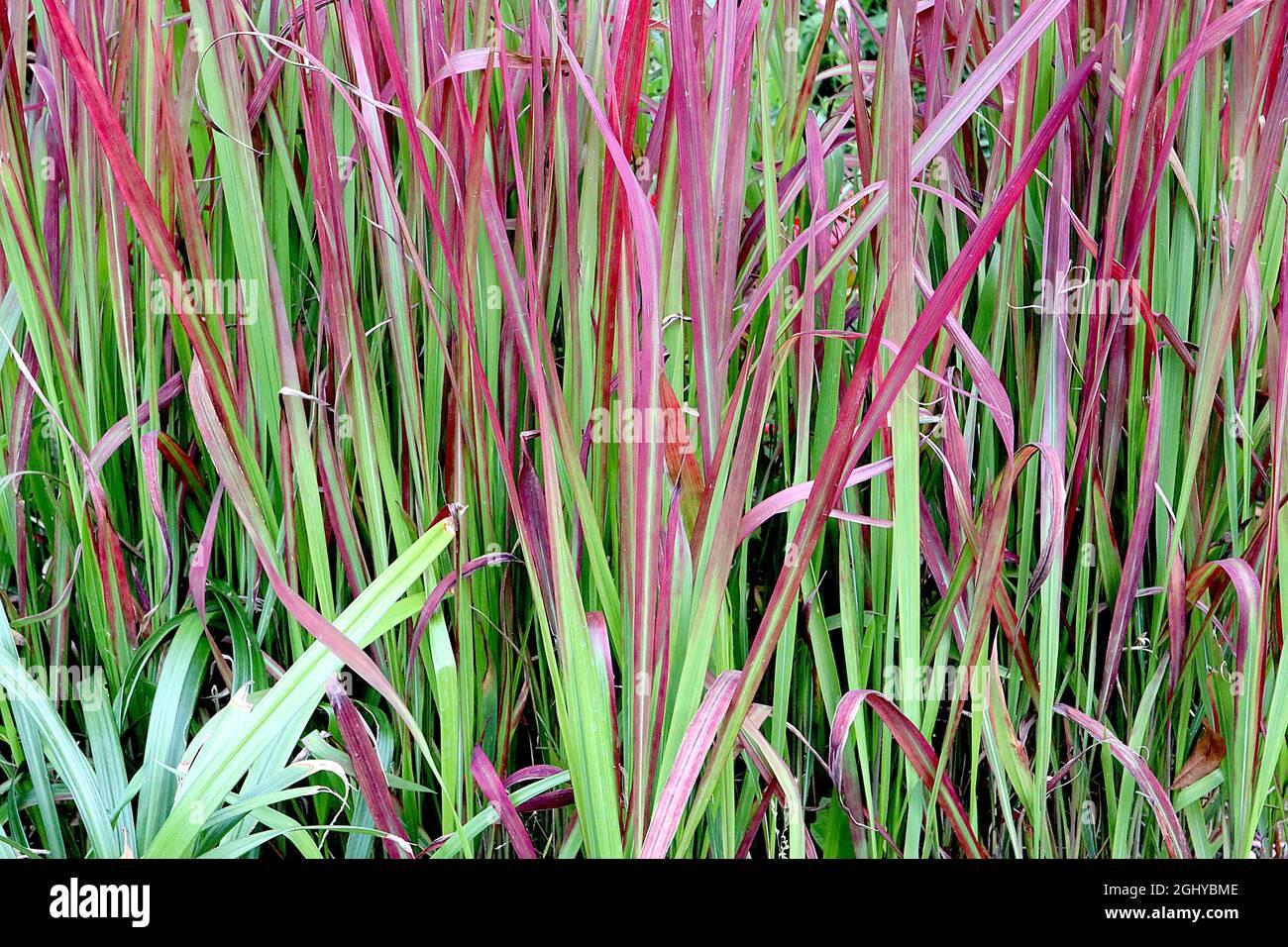 G0095 Grass Imperata Cylindrica Red Baron - View 17 from www redcrocus com
