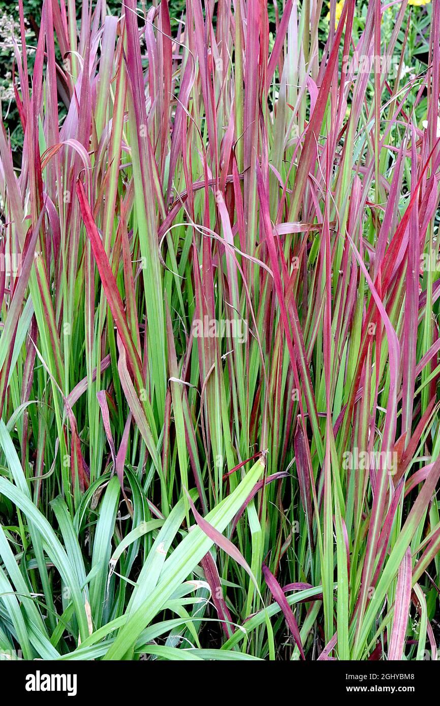 G0095 Grass Imperata Cylindrica Red Baron - View 18 from www redcrocus com