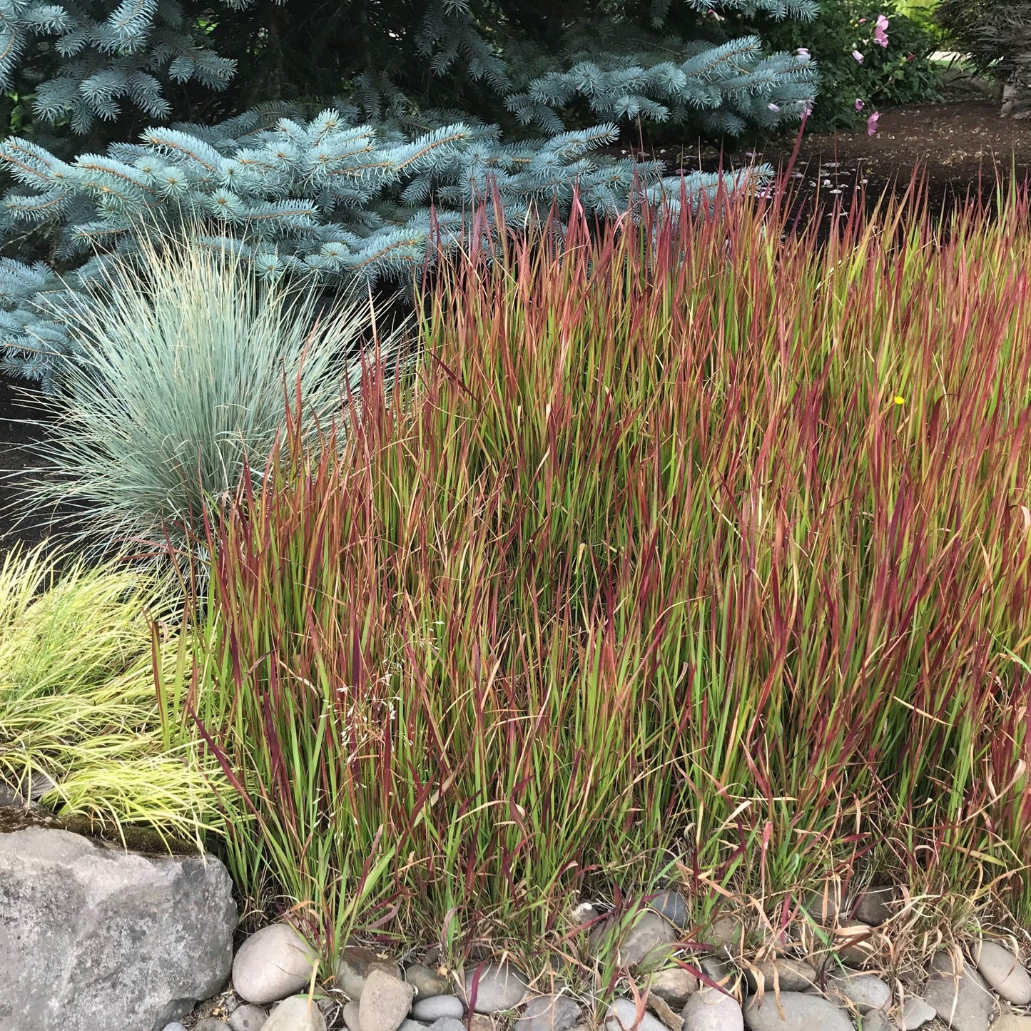 G0095 Grass Imperata Cylindrica Red Baron - View 19 from www redcrocus com