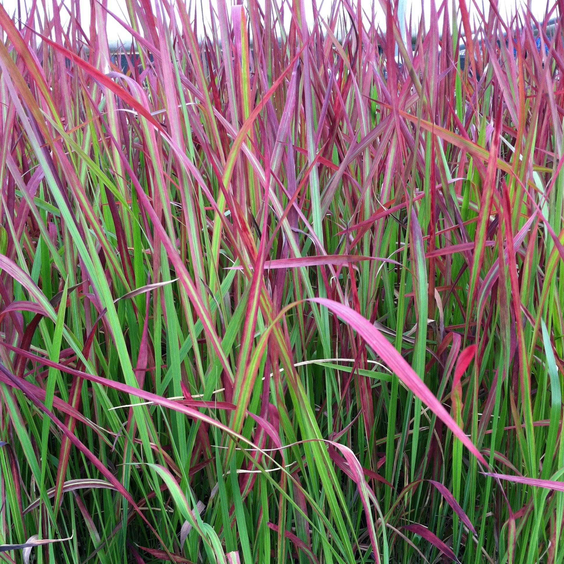 G0095 Grass Imperata Cylindrica Red Baron - View 2 from www redcrocus com