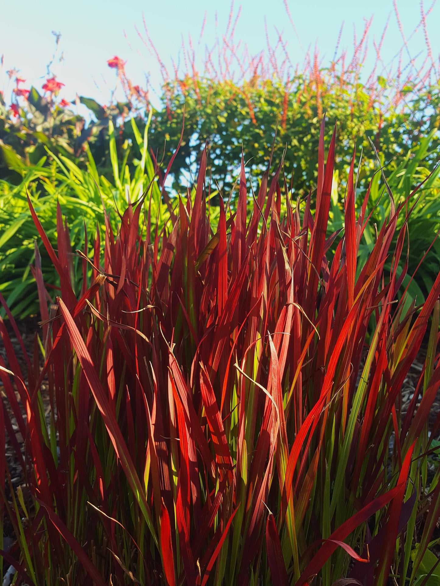 G0095 Grass Imperata Cylindrica Red Baron - View 3 from www redcrocus com