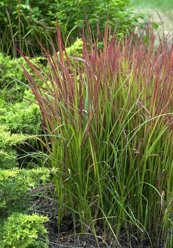 G0095 Grass Imperata Cylindrica Red Baron - View 5 from www redcrocus com