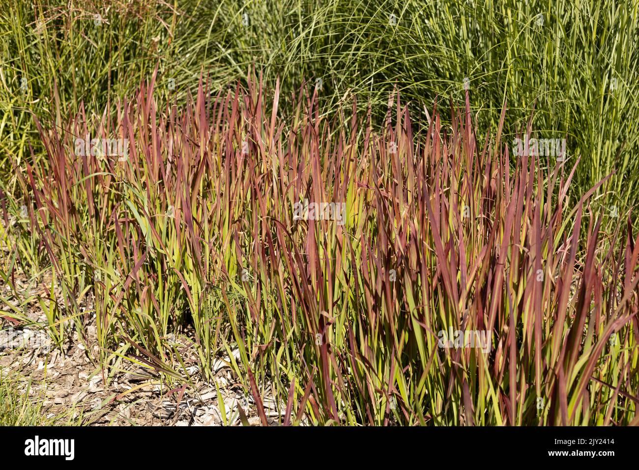 G0095 Grass Imperata Cylindrica Red Baron - View 7 from www redcrocus com
