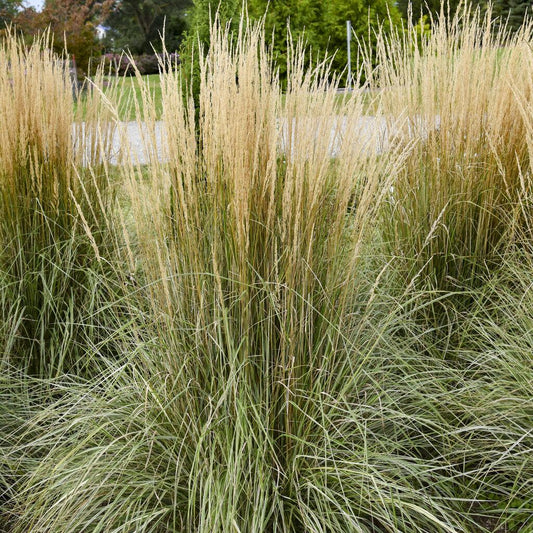 G0108 Grass Calamagrostis X Acutiflora Hello Spring - View 10 from www redcrocus com