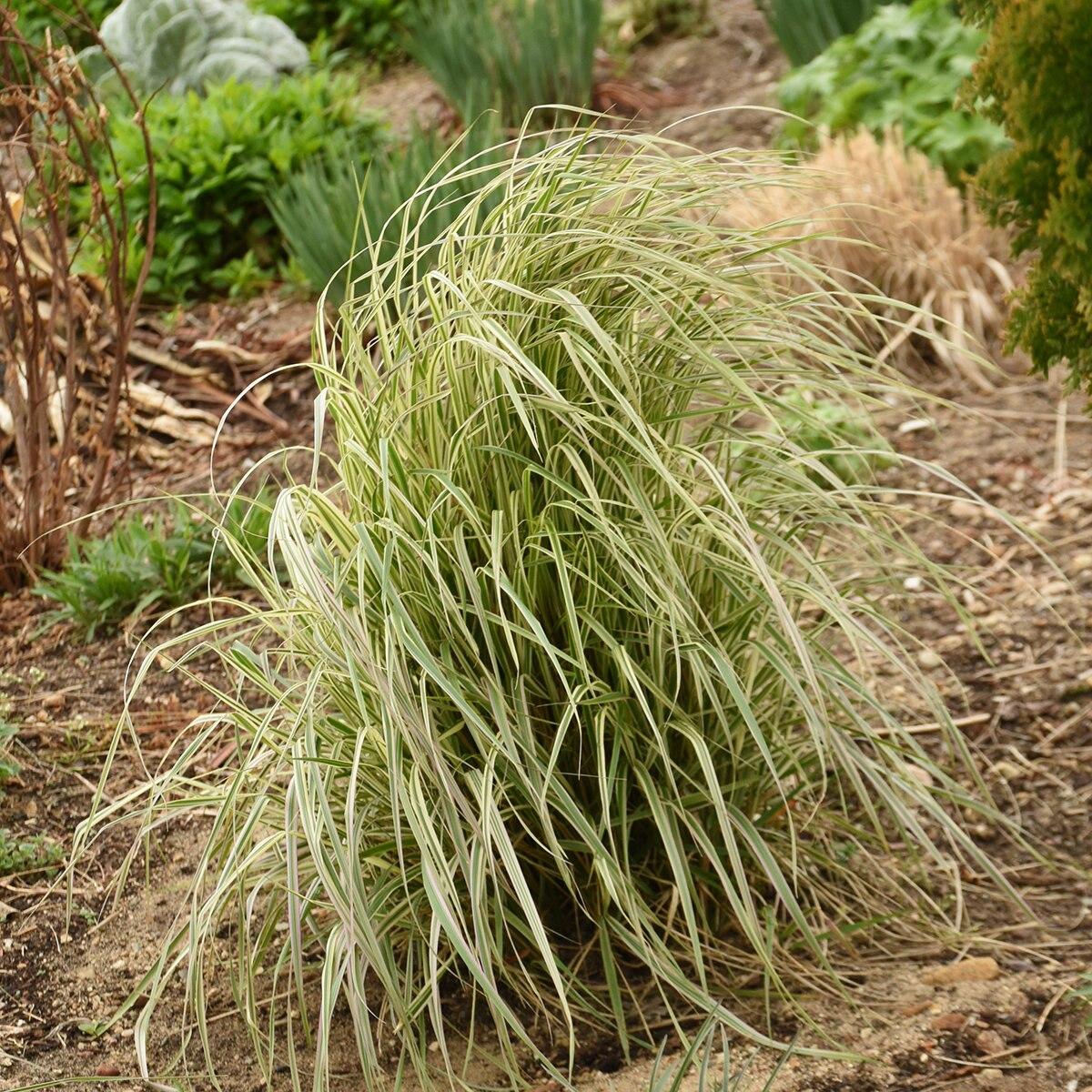 G0108 Grass Calamagrostis X Acutiflora Hello Spring - View 11 from www redcrocus com