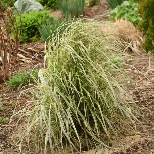 G0108 Grass Calamagrostis X Acutiflora Hello Spring - View 11 from www redcrocus com
