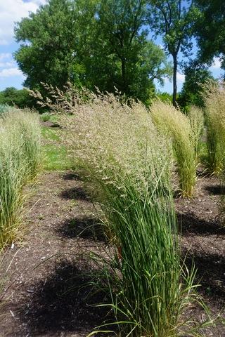 G0108 Grass Calamagrostis X Acutiflora Hello Spring - View 12 from www redcrocus com