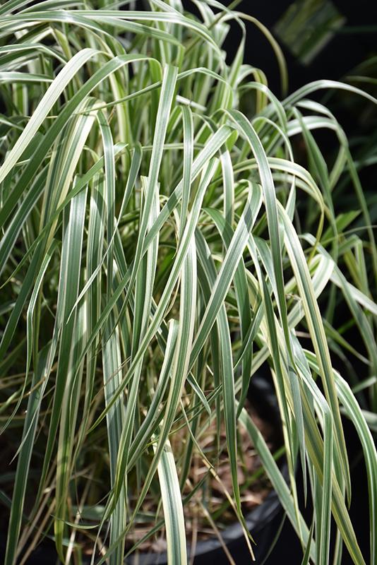 G0108 Grass Calamagrostis X Acutiflora Hello Spring - View 13 from www redcrocus com