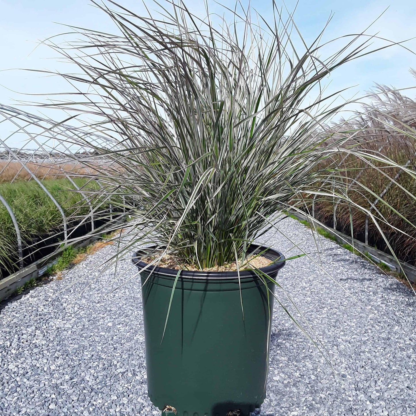 G0108 Grass Calamagrostis X Acutiflora Hello Spring - View 14 from www redcrocus com