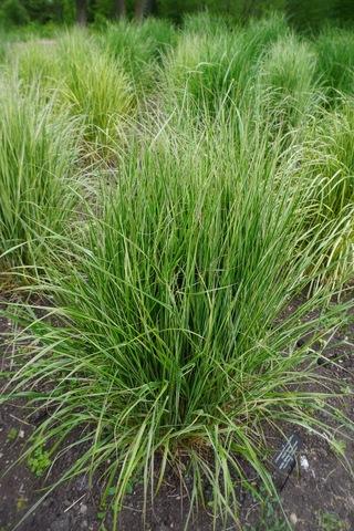G0108 Grass Calamagrostis X Acutiflora Hello Spring - View 15 from www redcrocus com