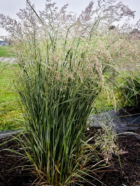 G0108 Grass Calamagrostis X Acutiflora Hello Spring - View 16 from www redcrocus com