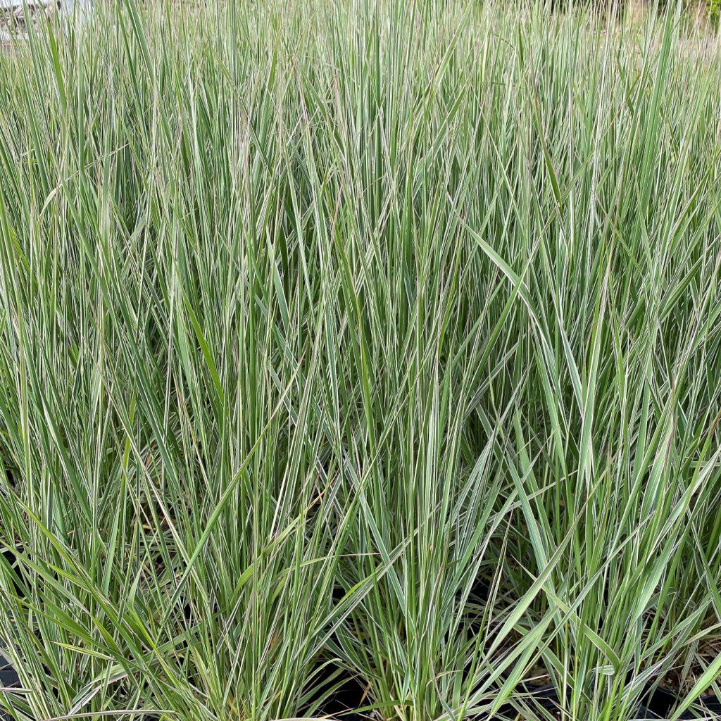 G0108 Grass Calamagrostis X Acutiflora Hello Spring - View 17 from www redcrocus com