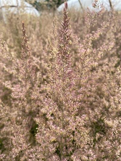 G0108 Grass Calamagrostis X Acutiflora Hello Spring - View 18 from www redcrocus com