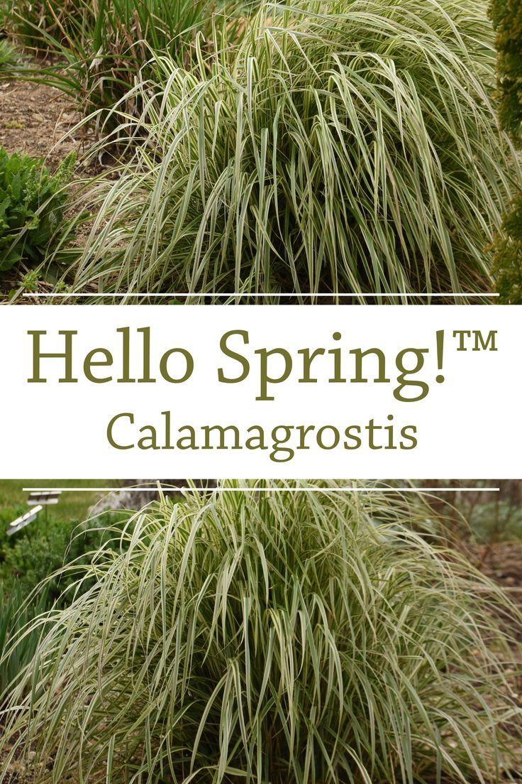 G0108 Grass Calamagrostis X Acutiflora Hello Spring - View 19 from www redcrocus com